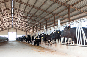 Animal stables
